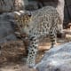 A photograph of a Amur Leopard (Panthera pardus orientalis) walking forward. Picture taken at and identified by the Philadelphia Zoo