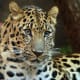 Panthera pardus orientalis, Philadelphia Zoo