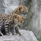 Amur leopard cubs