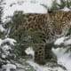 Amur leopard cub