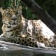 Panthera pardus orientalis (Amur Leopard) at the Oregon Zoo