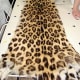 Skin of Amur leopard