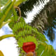 Growing plantain fruits