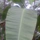 Plantain leaf