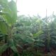 Growing plantain plants