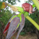 Plantain flower