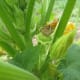 A mini squash as the flower wilts, dies, and falls off.