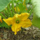 The flower, just starting to close as the day goes on.