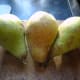 Pears picked fresh from our garden