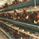 An automatic drinking, feeding design layer chicken cage
