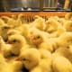 Day old chicks