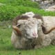 The wool is extracted from Ram locally called Hullas