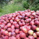 Apples of Kinnaur