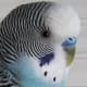 parakeet-colors-and-gender