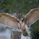 facts-about-great-horned-owls