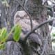 Immature Great Horned Owl