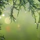 A crisp, dewy pic always invigorates the senses. This would be perfect as an MFP graphic, with the central empty space.