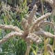 finger millet