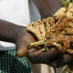 Harvested finger millet