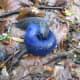 The carpathian blue slug (Bielzia coerulans) - endemic to the Carpathian Mountains, a range in Central and Eastern Europe.