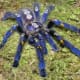 This is a blue ornamental sapphire gooty spider - found in the forest of Andhra Pradesh India, and named after the town of Gooty. These guys are very fast and have a serious bite, so steer clear.