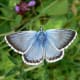 The male chalk hill blue butterfly (Polyommatus coridon) is not quite as bright as the adonis blue butterfly, but is every bit as beautiful. This gorgeous butterfly is found in many places across southern England.