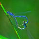 Two damselflies mating.