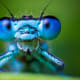Looking at the full-length photos of the blue damselfly, you might not realize just how strange and beautiful these guys are up close. Thank goodness for macro photography and the many photographers who get us up close to tiny creatures.