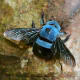 A non-aggressive blue carpenter bee (xylocopa caerulea), a large, hairy bee with long, black eyes that is found in Southeast Asia, India and the southern parts of China.