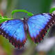 Roberto De Micheli provides some stunning photographs of butterflies on his website, including this blue morpho.