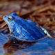 The blue moor frog - found in Europe and Asia.