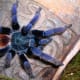 This is an adult male greenbottle blue (Chromatopelma cyaneopubescens) tarantula, native to Venezuela.