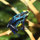 This blue, black and yellow amphibian is called the dyeing poison dart frog (Dendrobates tinctorius) - found in small isolated areas in French Guinea and northeastern Brazil. They are highly toxic!