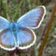 This male silver-studded blue butterfly (Plebejus argus) has an almost mystical look about it with its glistening, silvery metallic spots. They are commonly found in England and Wales.