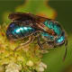 A metallic blue bee (Augochlora pura) - photographed in Florida.