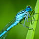 blue-bugs