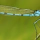 blue-bugs