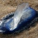 Velella (Velella velella) is a free-floating hydrozoa that lives on the surface of the ocean. They aren't poisonous to the touch and they don't sting, but scientists say they carry a neurotoxin, so it's best to avoid them.
