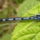 A male nallagma cyathigerum (common blue damselfly).
