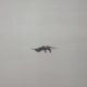 An inverted F-14 during a flight demonstration.