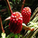 Red Beehive Ginger - Used in Flower Arranging