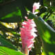Pink Ginger - Used in Flower Arranging
