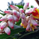 Pink Shell Ginger - Used in Flower Arranging