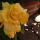 Yellow Gardenia
