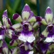 hawaiiflowers