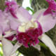 hawaiiflowers