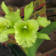 hawaiiflowers