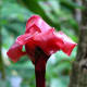 Red Tulip Ginger - Used in Flower Arranging