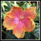 hawaiiflowers