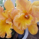 hawaiiflowers